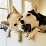 Kona & Ferris | Rescued Huskies 🐕🐕