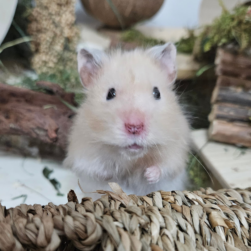 Hamster Chubby's World