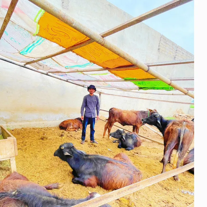 Raj dairy and agri farm