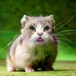 𝗖𝗮𝘁 𝗨𝗻𝗶𝘃𝗲𝗿𝘀𝗲 🌌