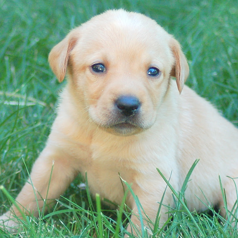 Marble Mountain Kennels & Shasta Service Dogs