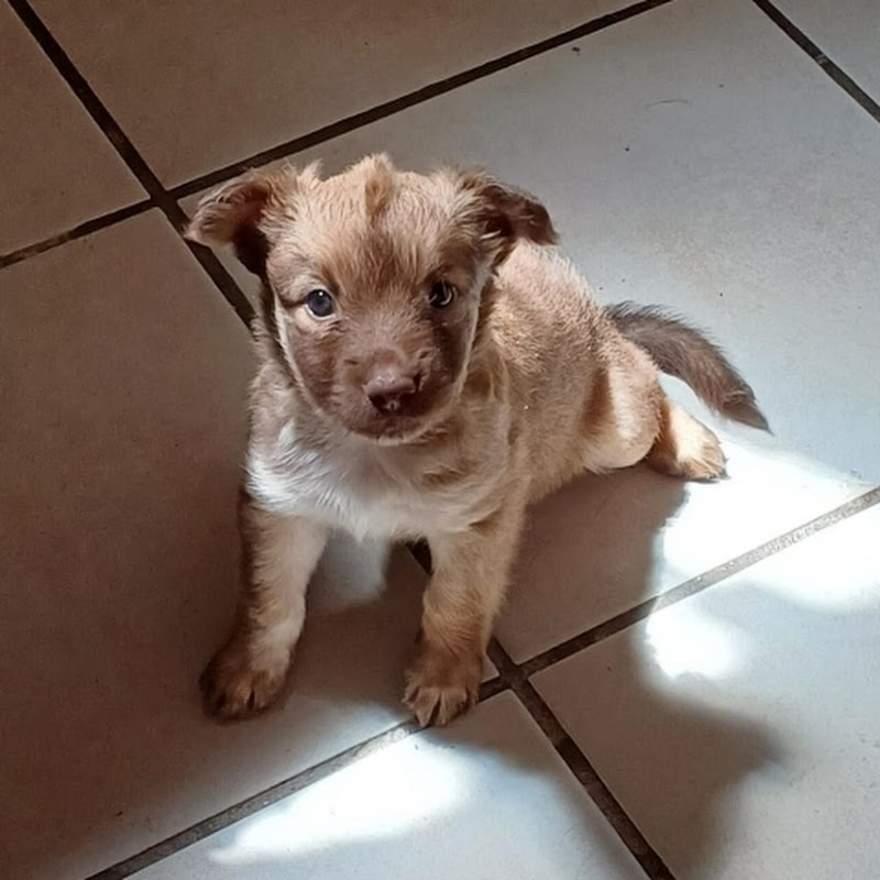 Luchita preciosa 🐕