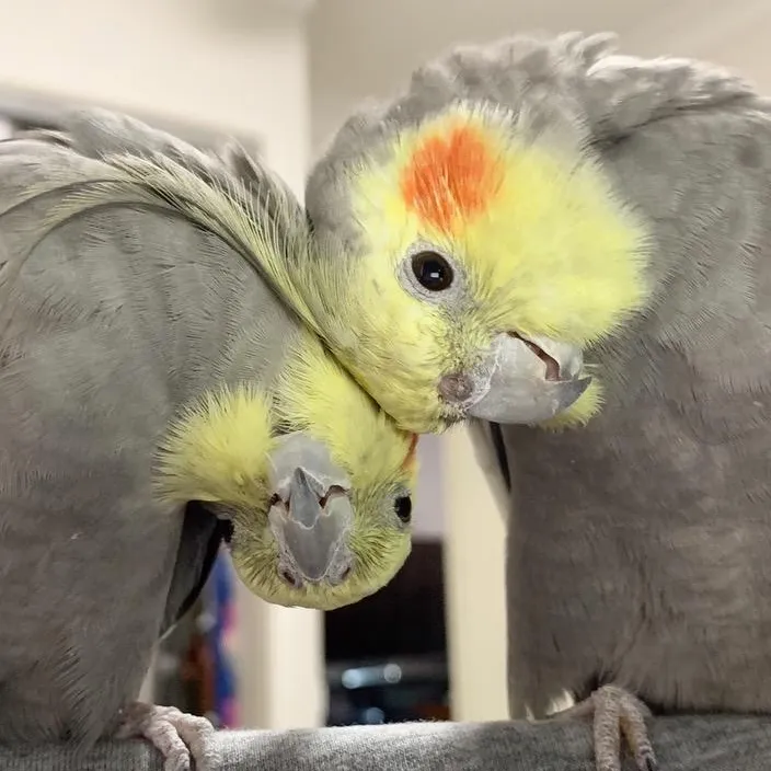 Dominic - Son of Alex the Honk