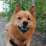 Kapu