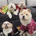 Sam Bella Allie Chloe