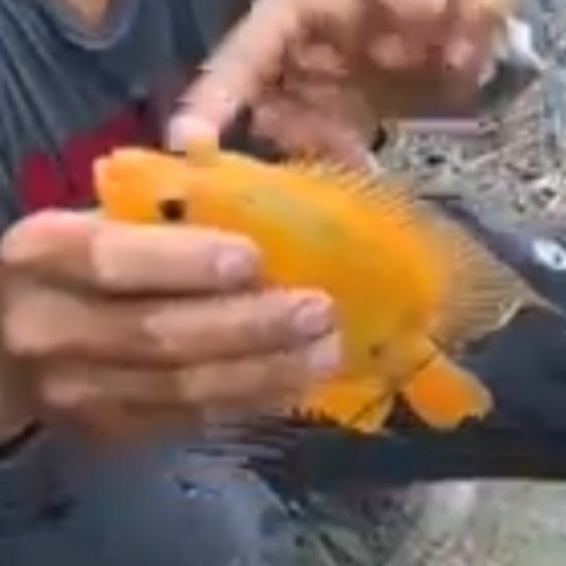 Safwan Fishing 99k