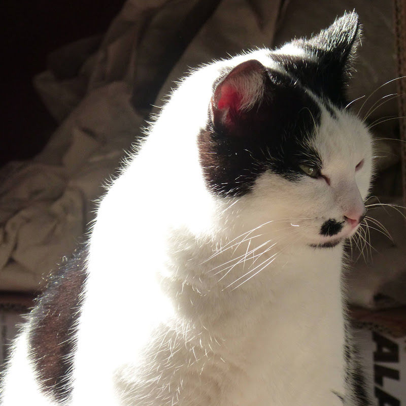 Crazy Cat Lady feat Sa's Diary