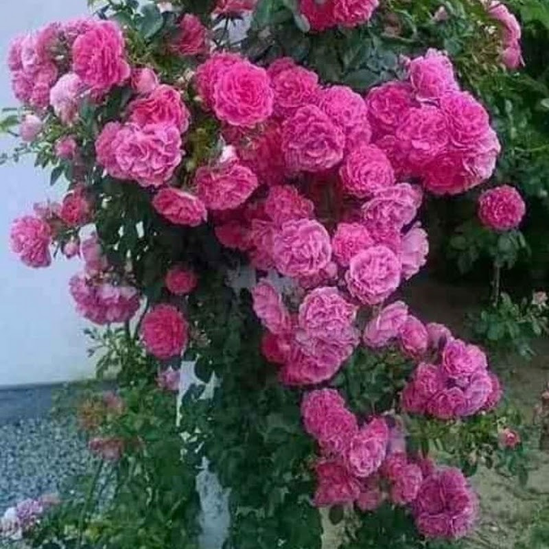 love for nature and gardening