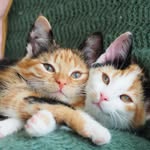 Coco's sisters