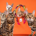 Paomès Bengal Family 愛豹仕家族