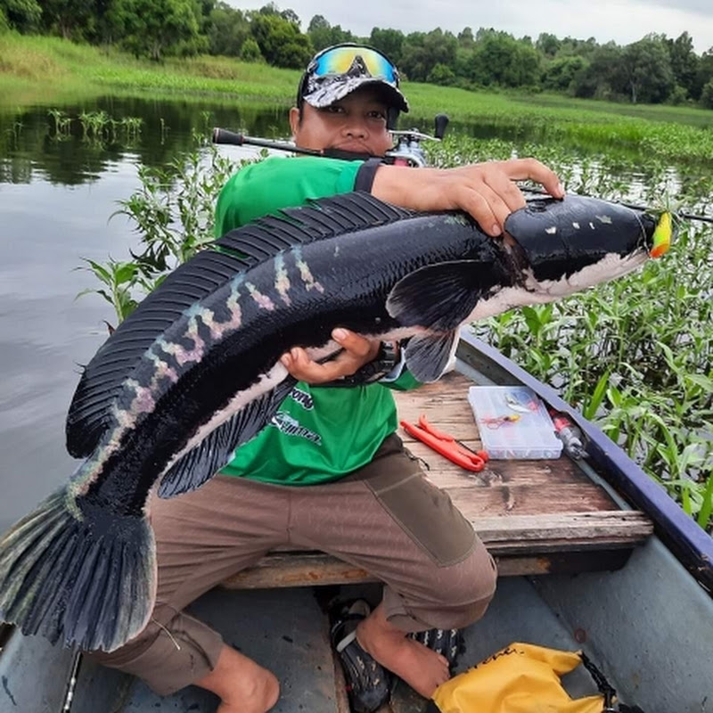 Bird Lure Thailand