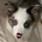 Summer The Border Collie