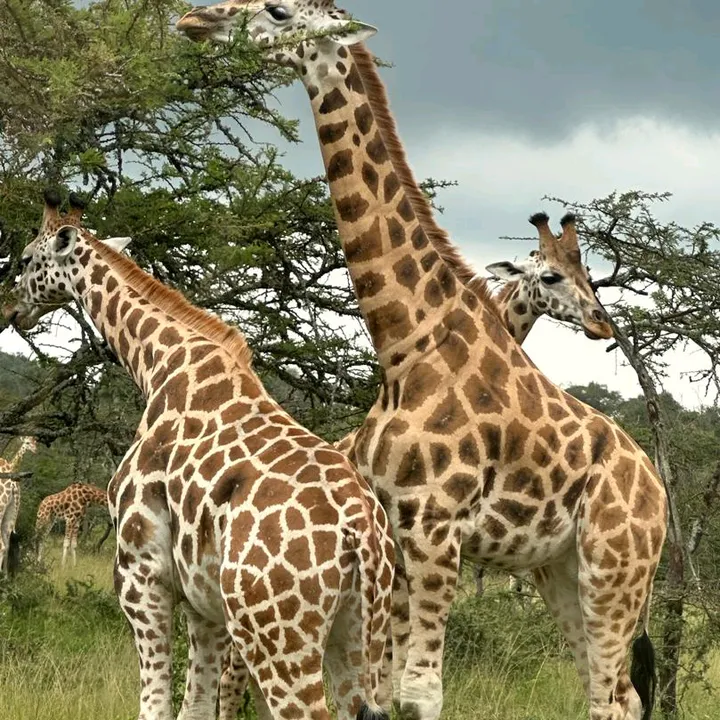 P🦒R🦒O🦒S🦒S🦒S🦒Y