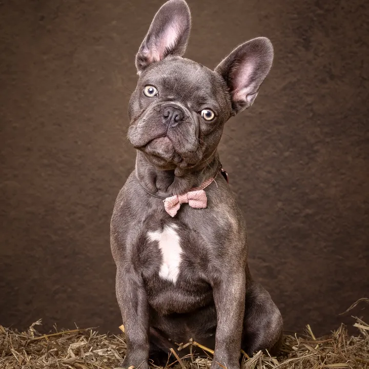 Juni the frenchie