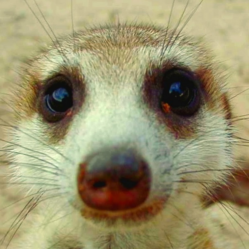 #Meerkat #Meerkats #Suricates #Mongoose #Mongooses