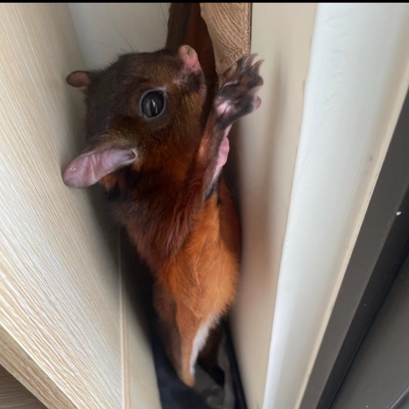 Pan J ' Bobo the Flying Squirrel