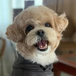 Mochi🐾 (the Smiley dog)
