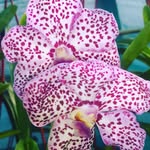 Orquídeas Graciela