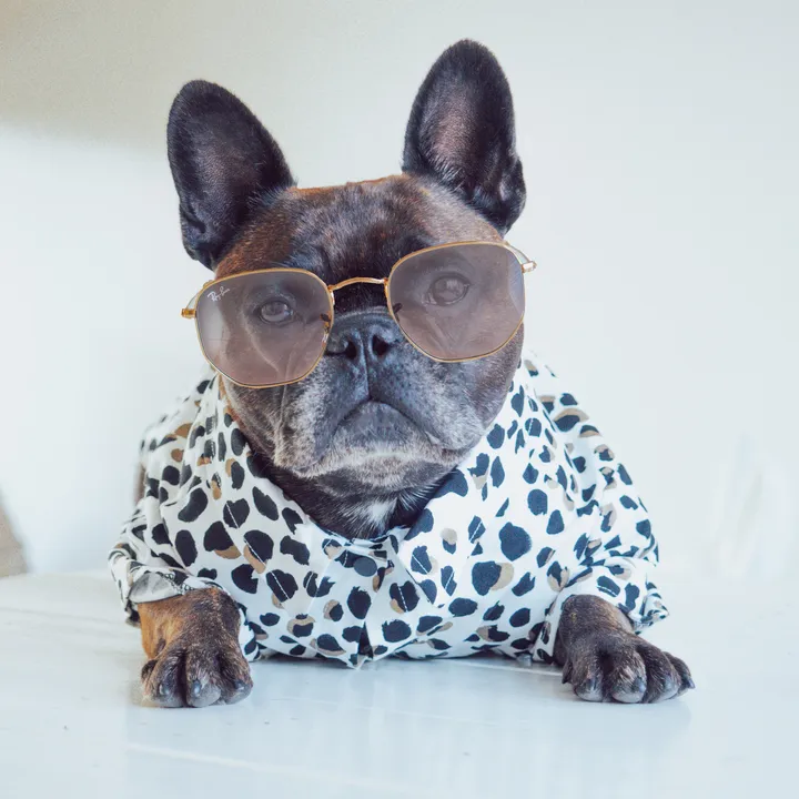 Grizzlybulldog