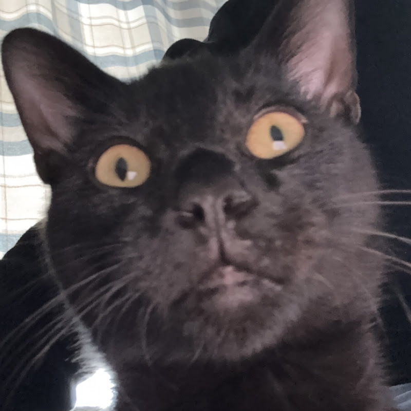 MEOWZILLA🫪