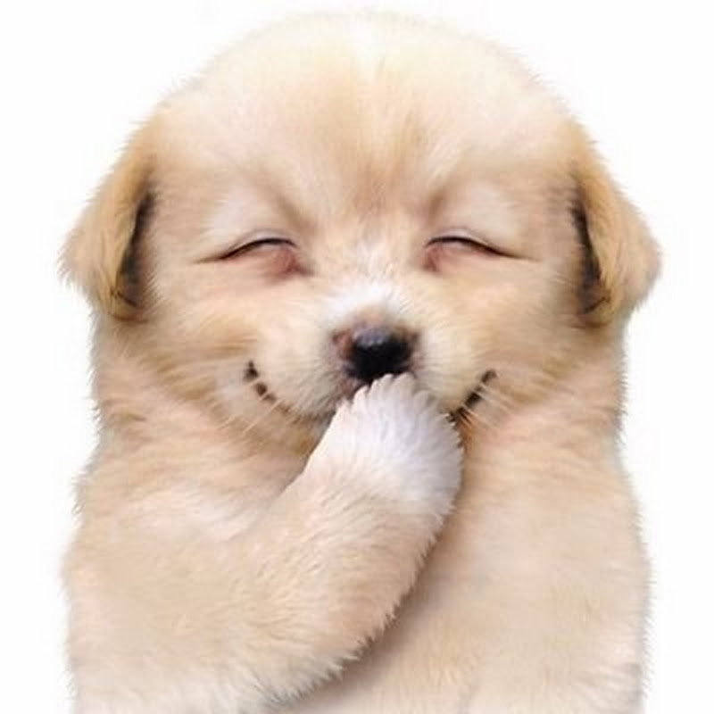 HappyPets