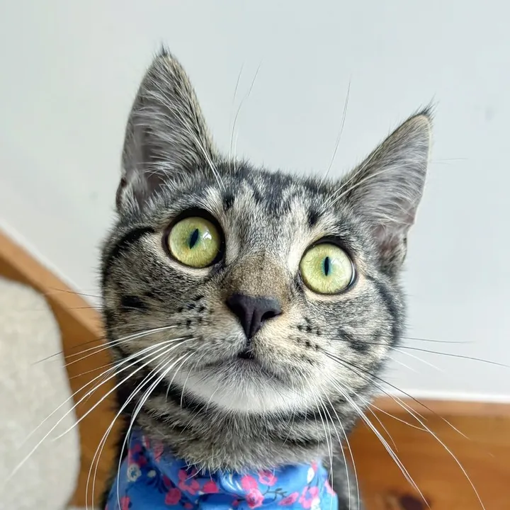 Roo the tabby