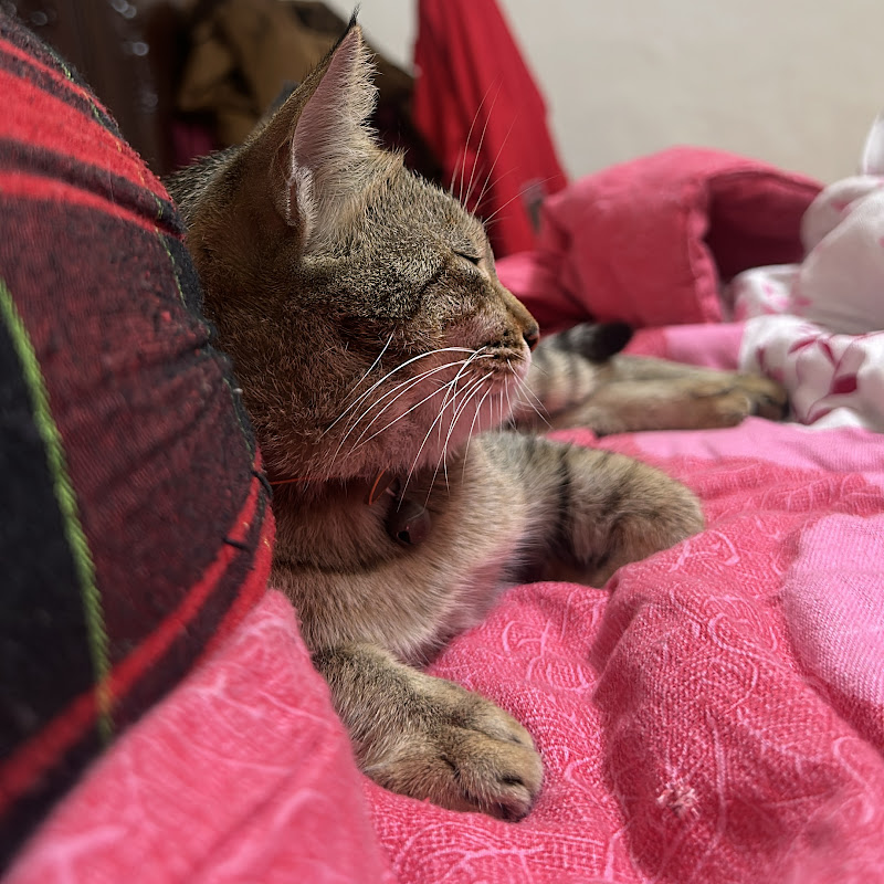 MEOW MEOW 