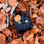 Luna | The black adventure cat