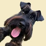 Barkley Mini Schnauzer • Dogfluencer • UGC Creator