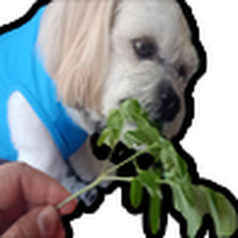 Shih Tzu YUKI