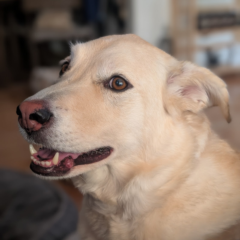 Away From the Noise | Cute Dogs & Nature Moments
