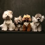 BrownieBearrisBlinkieBearla