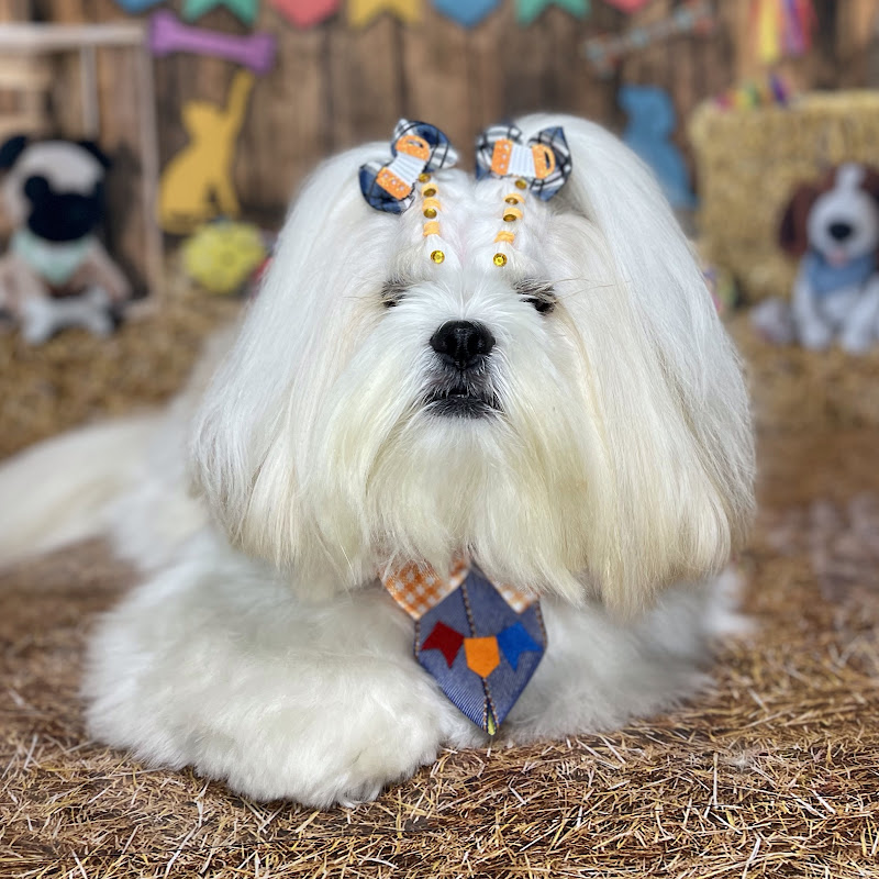 Bento, o Lhasa