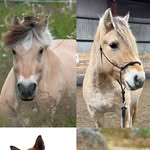 horsemanship, driving & riding