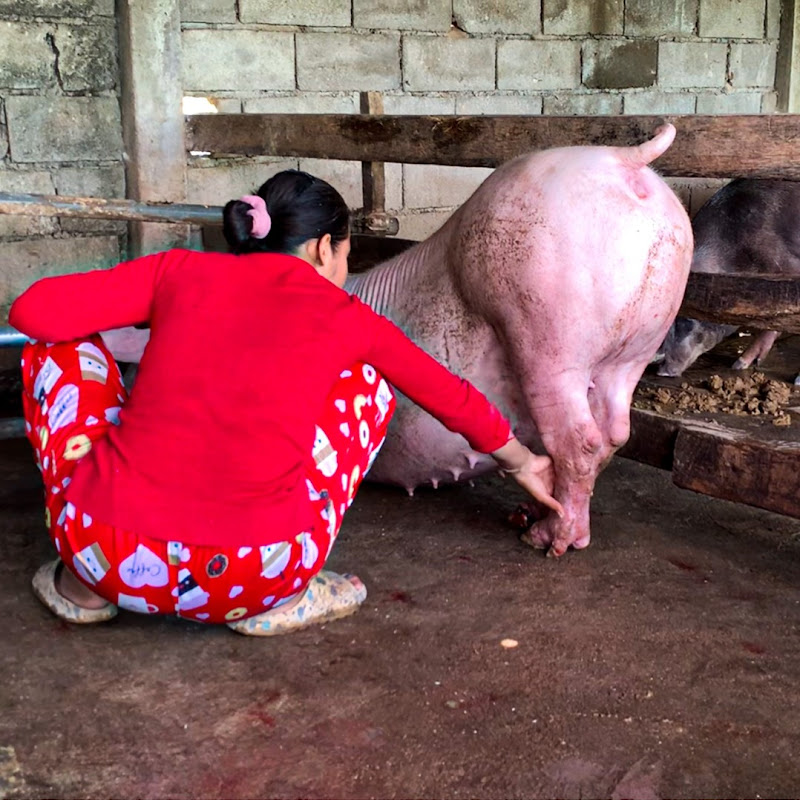 Best Pig Farming