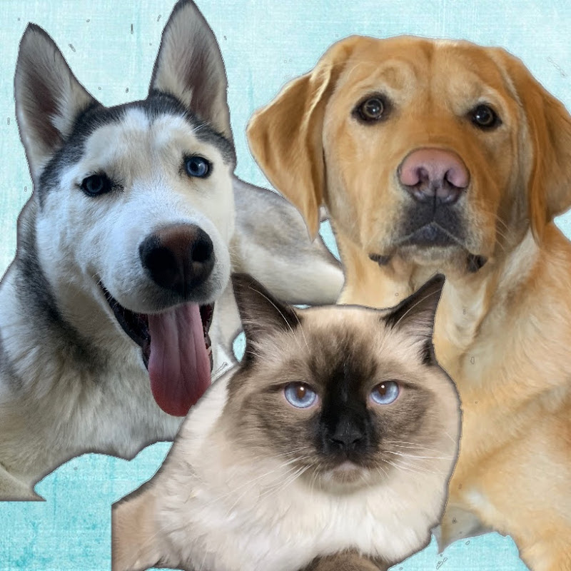 Rex and Sky In the City