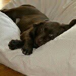 Dog's Companion | Luxury Dog Beds