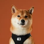 𝐤 𝐨 𝐤 𝐨 • โคโค่