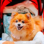 Mimi ¦ Bear ¦ Baba ¦ Uni