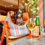 Otis & Indy 🐾 Daily dose of mini dachshund cuteness