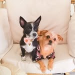 Cat Dog Cute