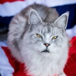 Qvist | MaineCoon King 👑