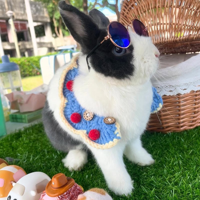 兔兔來了!Bunny You Won’t Believe
