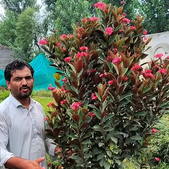 Pak Sarhad Nursery peshawer