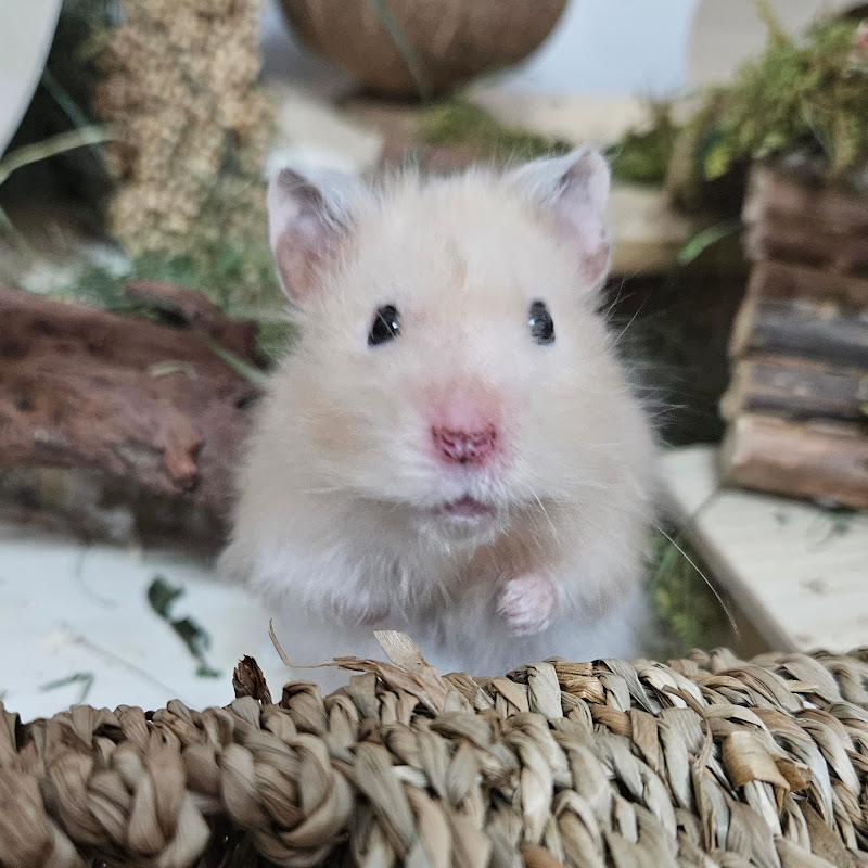 Hamster Chubby's World