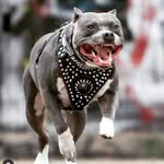 Iced Out Bullyz Europe©
