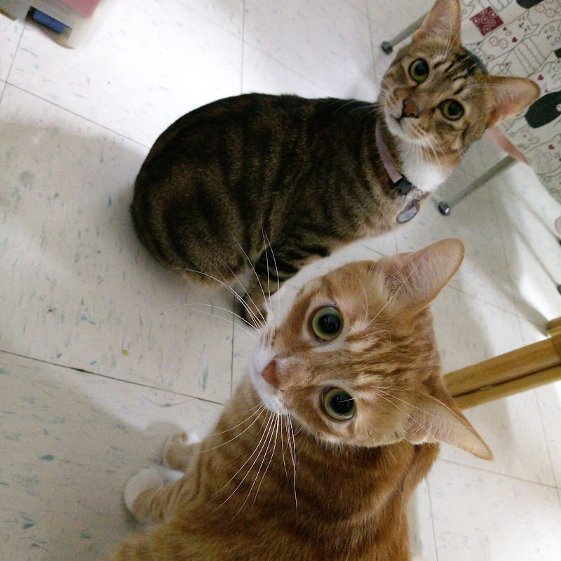 Kumo 雲 x 他的伙伴