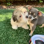 🐾 LUNA & CHANEL 🐶