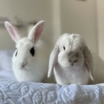Sidney & Adelaide