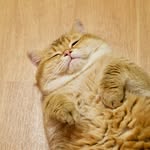 Hosico Cat